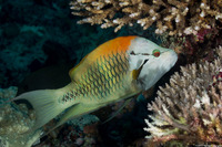 Epibulus insidiator (Slingjaw Wrasse)