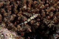 Synodus binotatus (Twospot Lizardfish)