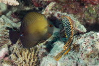 Zebrasoma scopas (Brushtail Tang)