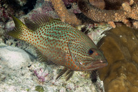 Anyperodon leucogrammicus (Slender Grouper)