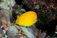 Centropyge flavissima (Lemonpeel Angelfish)