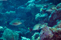 Lutjanus gibbus (Humpback Snapper)