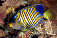 Pygoplites diacanthus (Regal Angelfish)