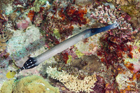 Aulostomus chinensis (Trumpetfish)