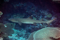 Triaenodon obesus (Whitetip Reef Shark)