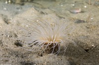 Pachycerianthus fimbriatus (Tube-Dwelling Anemone)