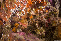Artedius corallinus (Coralline Sculpin)