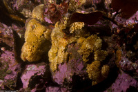 Ceratostoma foliatum (Leafy Hornmouth)