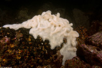 Cystodytes lobatus (Lobed Compound Tunicate)