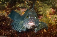 Hexagrammos decagrammus (Kelp Greenling)