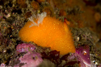 Acanthodoris lutea (Yellow Horned Dorid)