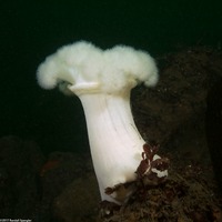Metridium farcimen (White-Plumed Anemone)