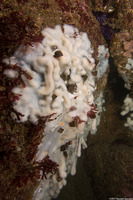 Cystodytes lobatus (Lobed Compound Tunicate)