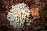Aplidium californicum (Sea Pork)