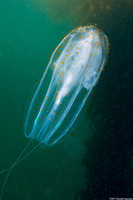 Leucothea pulchra (Leucothea Pulchra)