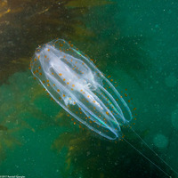 Leucothea pulchra (Leucothea Pulchra)