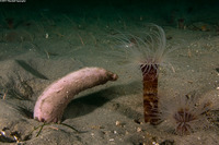 Urechis caupo (Fat Innkeeper Worm)