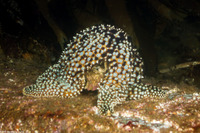 Pisaster giganteus (Giant Spined Star)