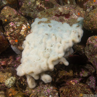 Aplidium californicum (Sea Pork)