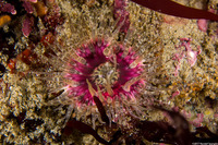 Anthopleura artemisia (Moonglow Anemone)