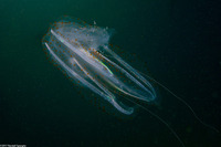 Leucothea pulchra (Leucothea Pulchra)