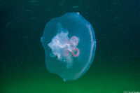 Aurelia aurita (Moon Jelly)