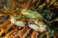 Pugettia foliata (Foliate Kelp Crab)