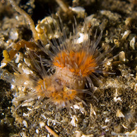 Diadumene leucolena (Ghost Anemone)