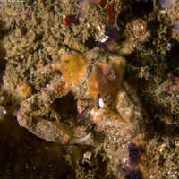 Scyra acutifrons (Sharpnose Crab)