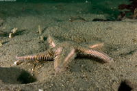 Astropecten armatus (Spiny Sand Star)