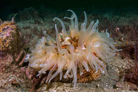 Urticina columbiana (Sand-Rose Anemone)