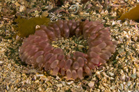 Urticina clandestina (Urticina Clandestina)