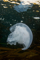 Aurelia aurita (Moon Jelly)