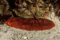 Cryptochiton stelleri (Gumboot Chiton)
