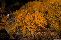 Pycnoclavella stanleyi (Pycnoclavella Stanleyi)