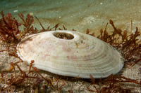 Megathura crenulata (Giant Keyhole Limpet)