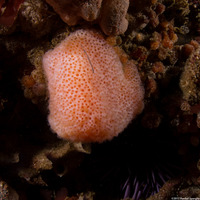 Eudistoma molle (Eudistoma Molle)