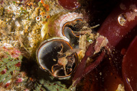 Thylacodes squamigerus (Scaled Wormsnail)