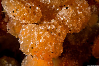 Ritterella pulchra (Ritterella Pulchra)