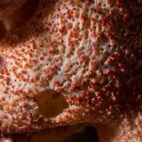 Trididemnum opacum (Trididemnum Opacum)