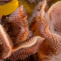 Primavelans sp.1 (Primavelans sp.1)