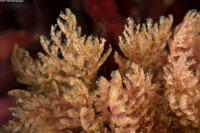 Scrupocellaria sp.1 (Scrupocellaria)