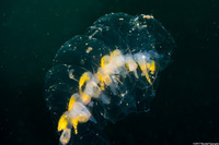 Praya sp.1 (Praya sp.1)