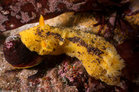 Doris montereyensis (Monterey Dorid)