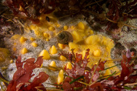 Polymastia pachymastia (Aggregated Nipple Sponge)
