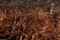 Callophyllis flabellulata (Red Sea Fan)