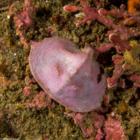 Cryptolithodes sitchensis (Umbrella Crab)