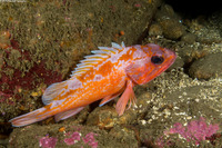 Sebastes rosaceus (Rosy Rockfish)