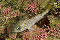 Sebastes flavidus (Yellowtail Rockfish)