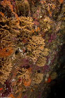 Celleporina sp.1 (Staghorn Bryozoan)